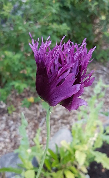 Violetti unikko kukkii hapsumekossaan